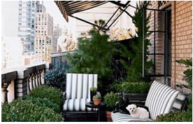 上班族怎样绿化自己的阳台？
