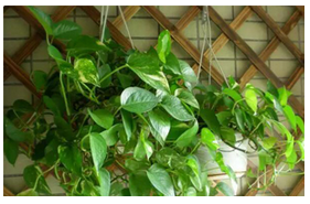 绿萝常见病症有哪些？怎么防治看这里！